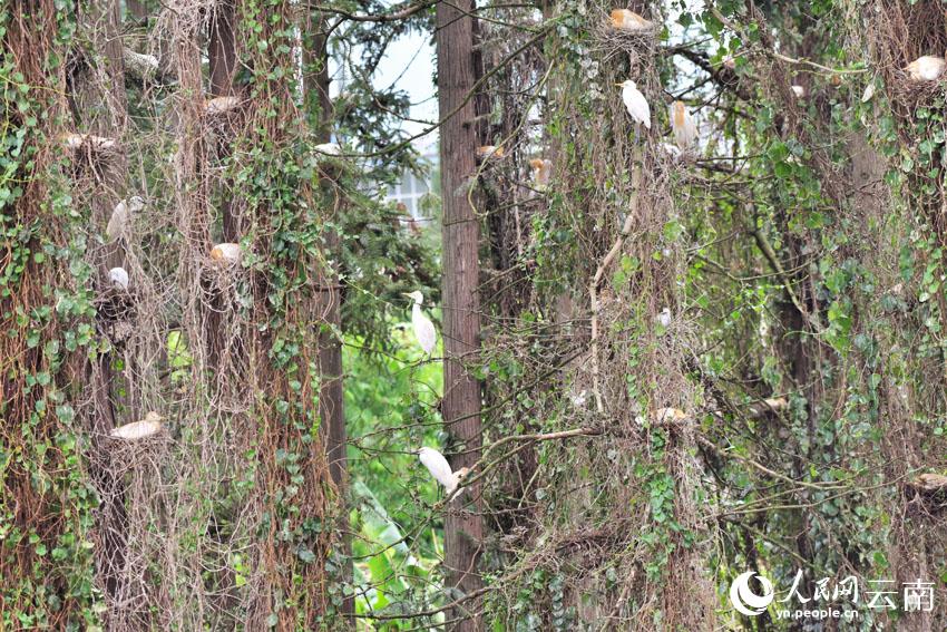 In pics: Various species of egrets live in harmony inside forest in SW China’s Yunnan