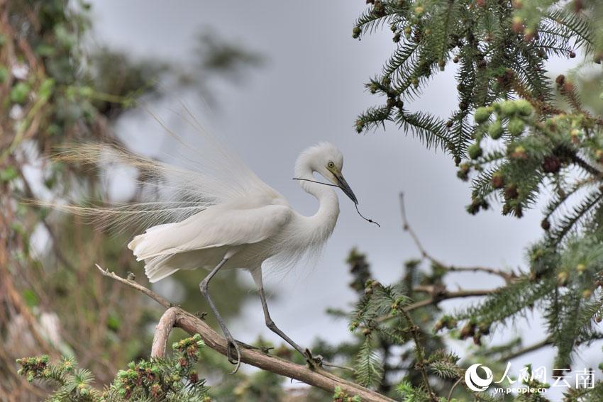 In pics: Various species of egrets live in harmony inside forest in SW China’s Yunnan