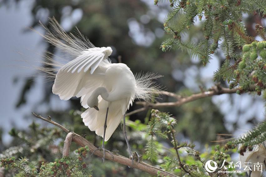 In pics: Various species of egrets live in harmony inside forest in SW China’s Yunnan