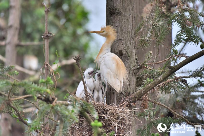 In pics: Various species of egrets live in harmony inside forest in SW China’s Yunnan