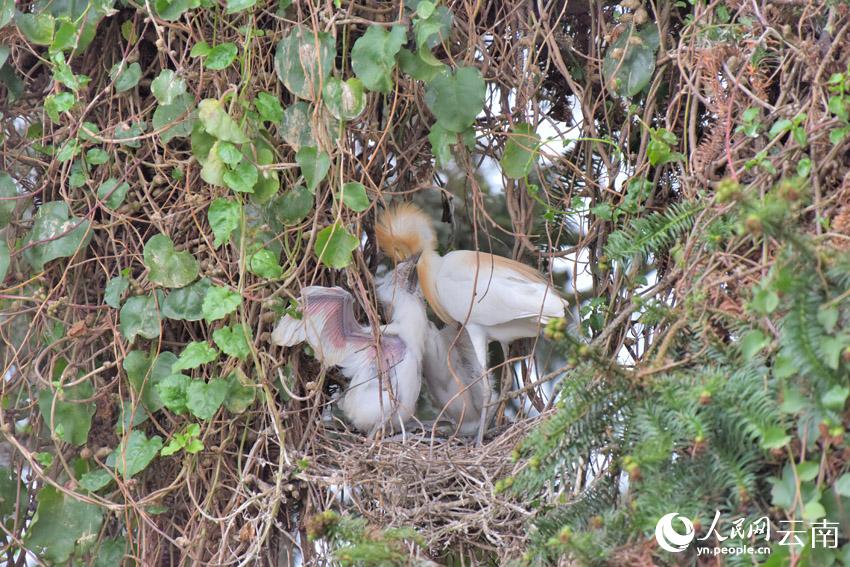 In pics: Various species of egrets live in harmony inside forest in SW China’s Yunnan