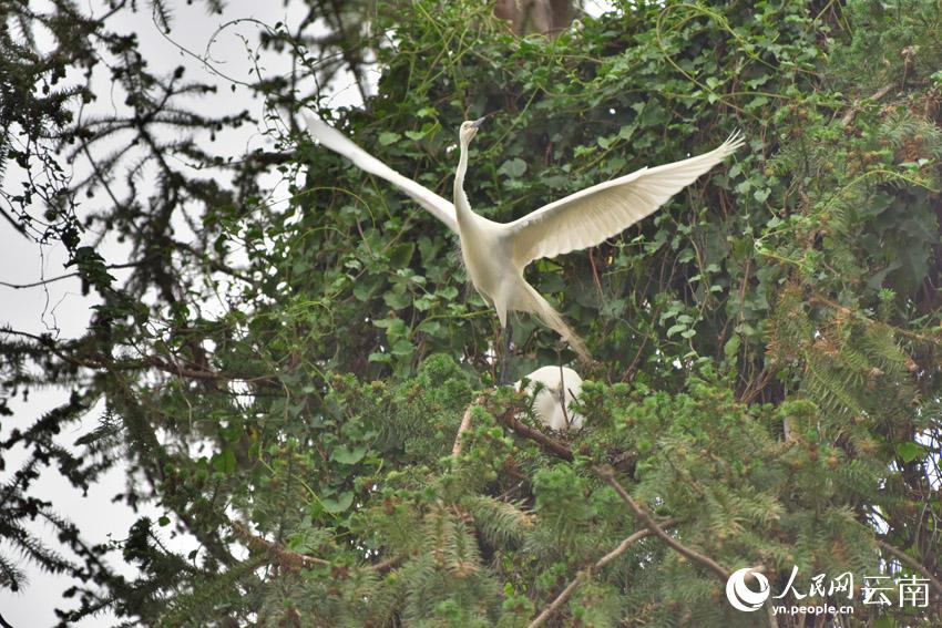 In pics: Various species of egrets live in harmony inside forest in SW China’s Yunnan