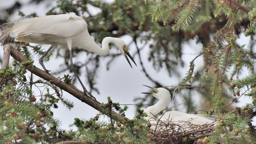 In pics: Various species of egrets live in harmony inside forest in SW China’s Yunnan