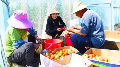 Postgraduate students specializing in agriculture help bring prosperity to farming village in outskirts of Beijing