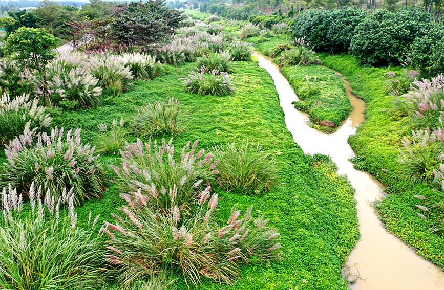 Explore the charming scenery of wetlands in south China's Hainan