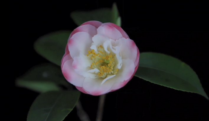 Time lapse video shows flowers blooming within 120 seconds