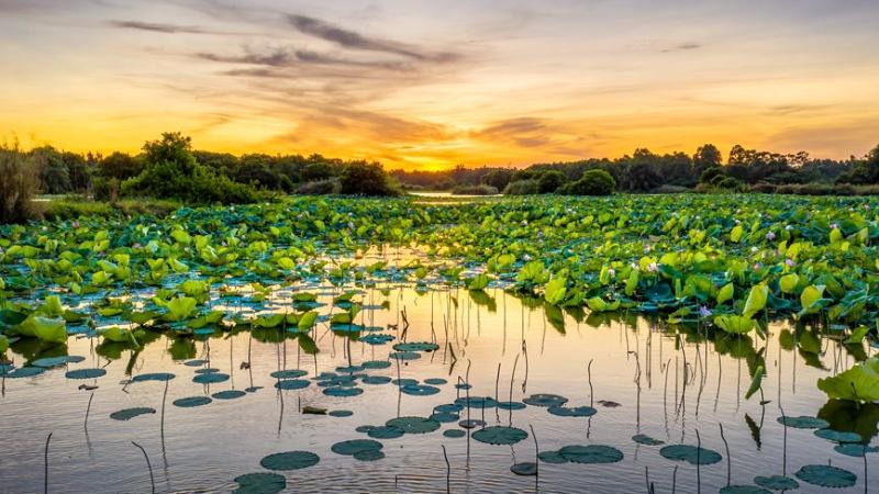 Explore the charming scenery of wetlands in south China's Hainan