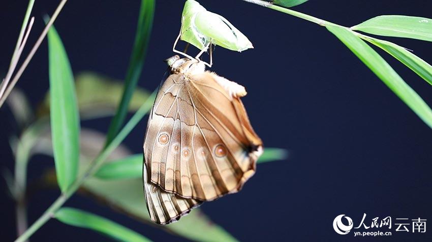 Photo shows a Stichophthalma howqua breaking out of its chrysalis during a spectacular “butterfly explosion” at the Butterfly Valley in Ma’andi township, Jinping county, Honghe Hani and Yi Autonomous Prefecture in southwest China’s Yunnan Province. (Photo/Luo Wenbin)