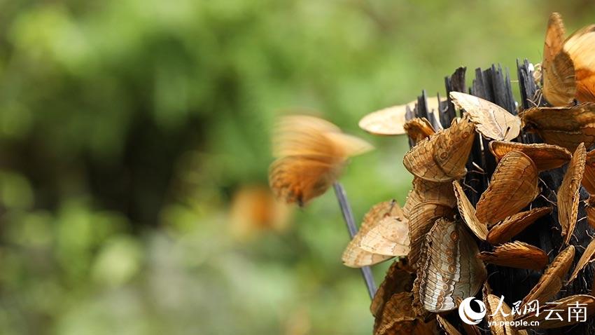SW China’s Yunnan welcomes spectacular explosion of 100 million butterflies