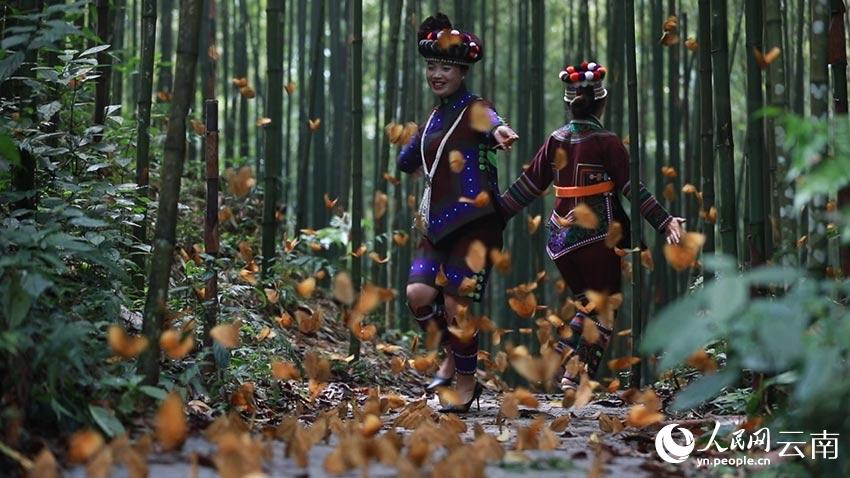 SW China’s Yunnan welcomes spectacular explosion of 100 million butterflies