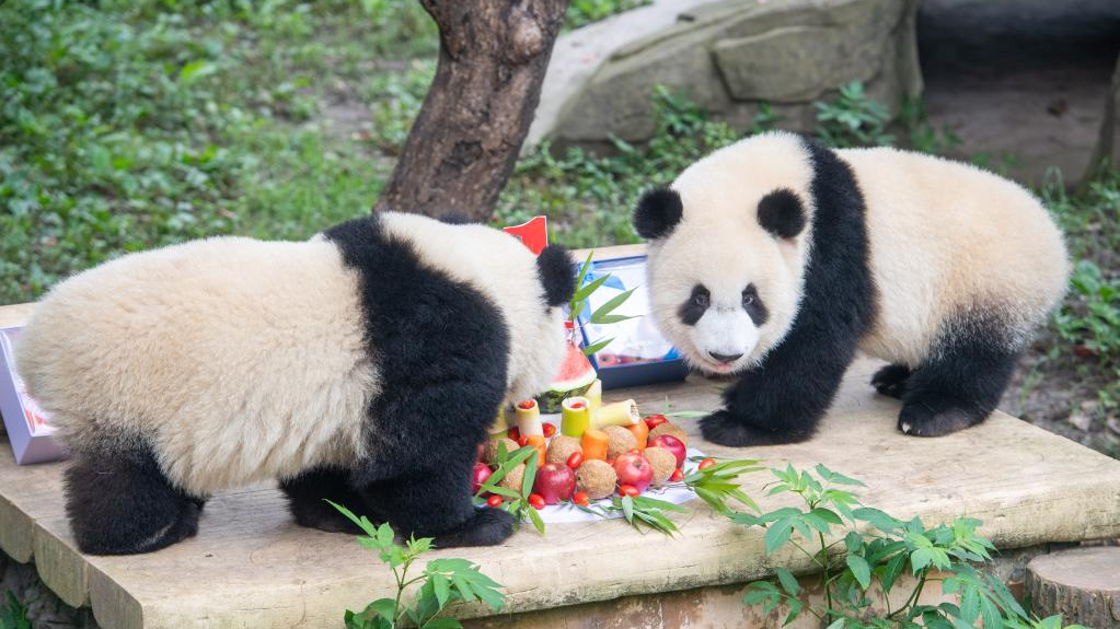 Chongqing Zoo holds birthday party for giant pandas
