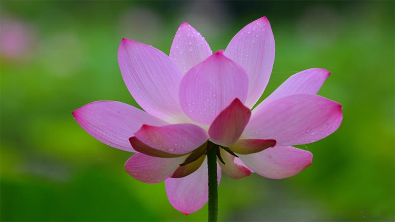 A glimpse of lotus flowers in China