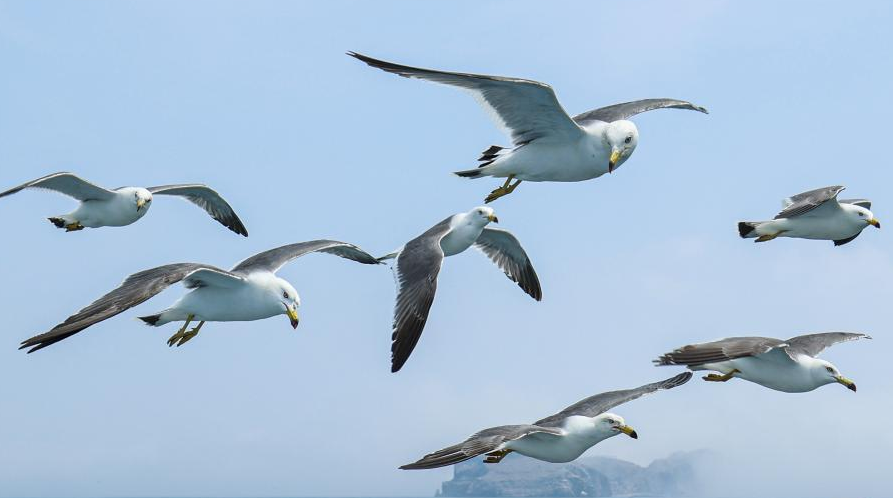 In pics: black-tailed gulls in China's Shandong