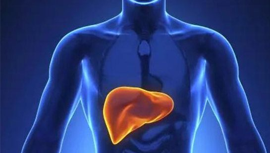 Gut microbes an early warning for liver disease in non-drinkers: study