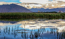 In pics: Lhalu wetland in Lhasa