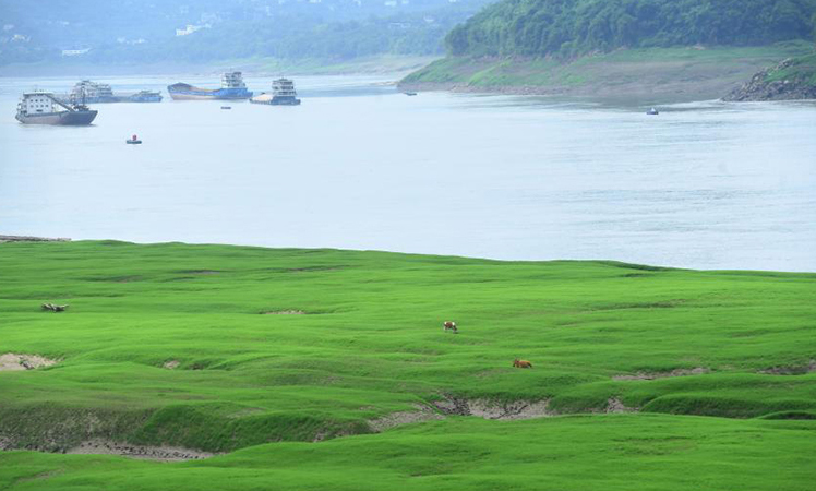Grass thrives around Three Gorges Reservoir after water-level drops