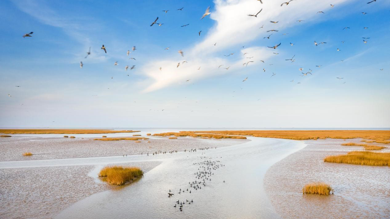 China’s Yellow River Delta sees ecological improvement