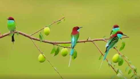 Blue-throated bee-eaters spotted in central China's Hubei