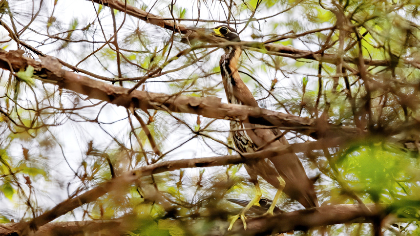 Shutterbugs spot endangered birds near village in E China’s Jiangxi