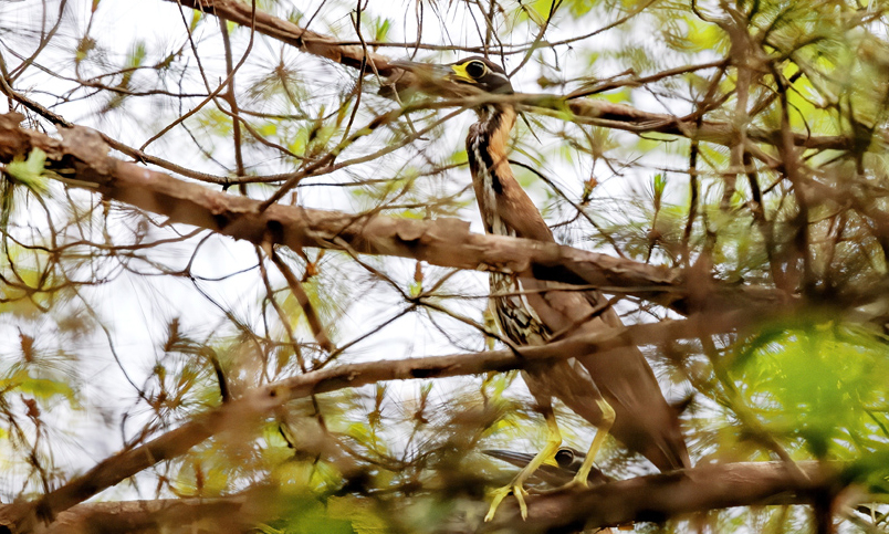 Shutterbugs spot endangered birds near village in E China’s Jiangxi