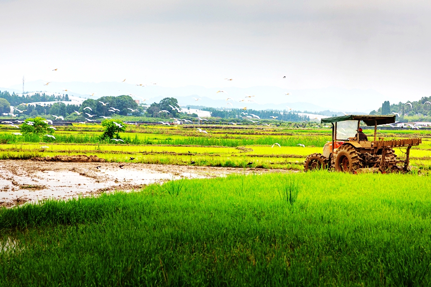 Flock of egrets seen forgaging in paddy fields in E China's Jiangxi 