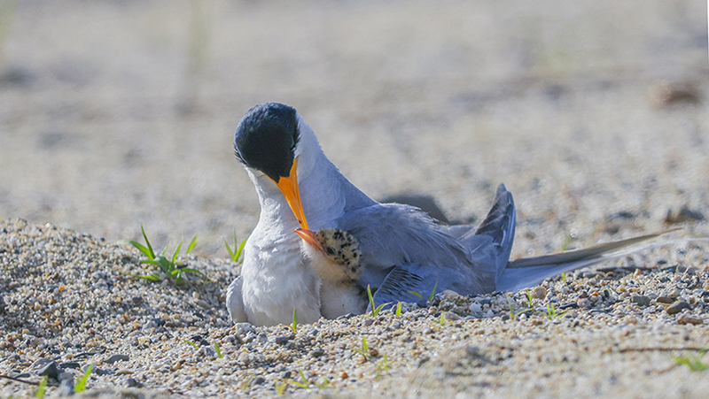 Video footage captures rare river terns feeding newborn chick in SW China's Yunnan