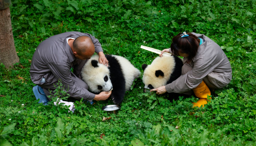 Giant pandas bring Hong Kong and Sichuan closer through decades of cooperation, exchanges
