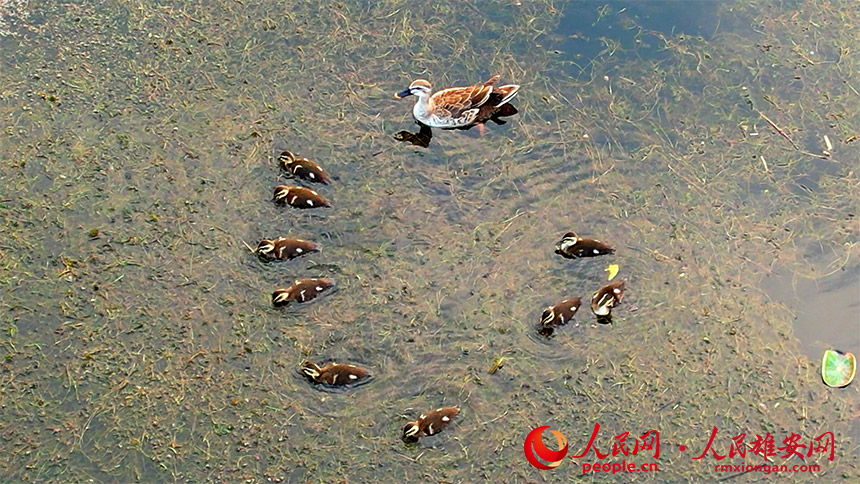 A Chinese spot-billed duck forages with her chicks in Baiyangdian Lake in the Xiong’an New Area, north China’s Hebei province. (Photo/Gao Teng)