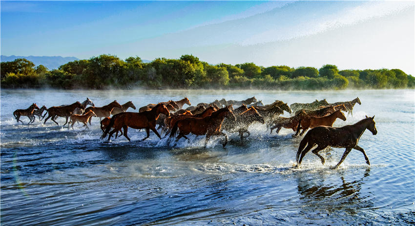 Spectacular views of horses frolicking in the river waters in NW China’s Xinjiang