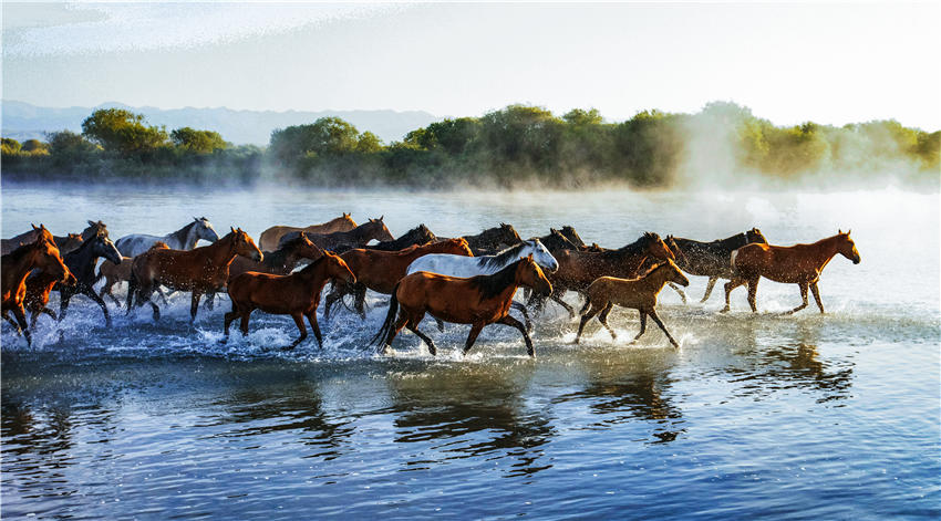 Spectacular views of horses frolicking in the river waters in NW China’s Xinjiang