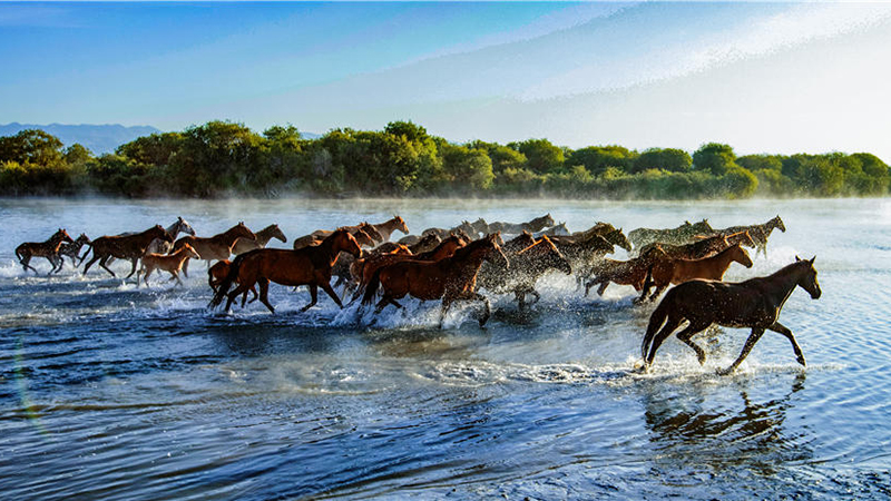 Spectacular views of horses frolicking in the river waters