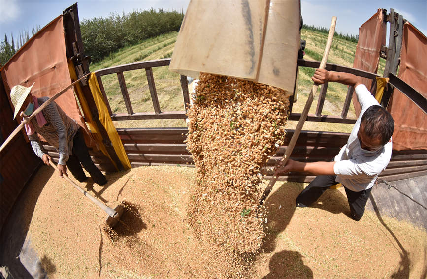 Xinjiang farmers busy reaping winter wheat with mechanized harvesters