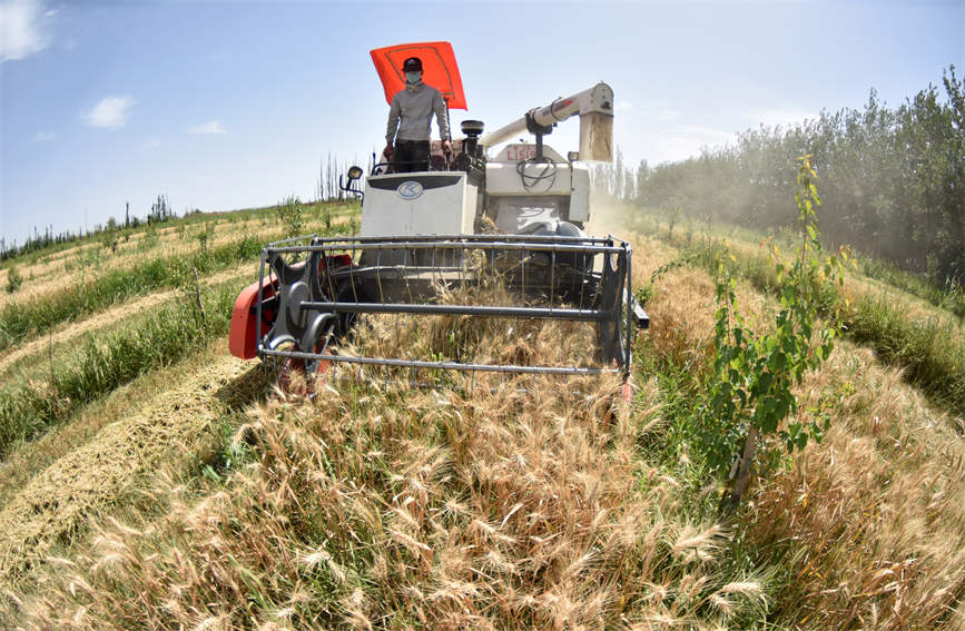 Xinjiang farmers busy reaping winter wheat with mechanized harvesters