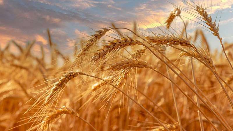 Golden harvest scenery of wheat field in Xinjiang
