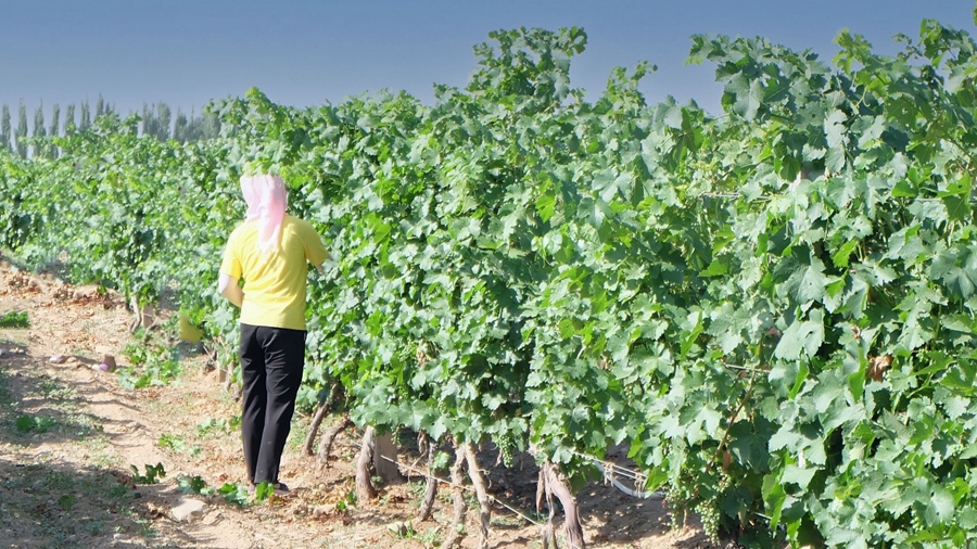 In pics: NW China’s Ningxia turns barren land into vineyards and wineries