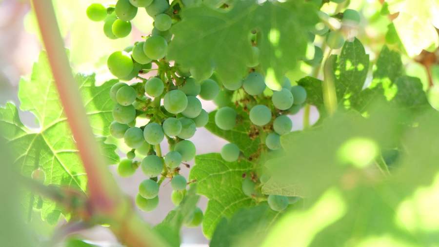 In pics: NW China’s Ningxia turns barren land into vineyards and wineries