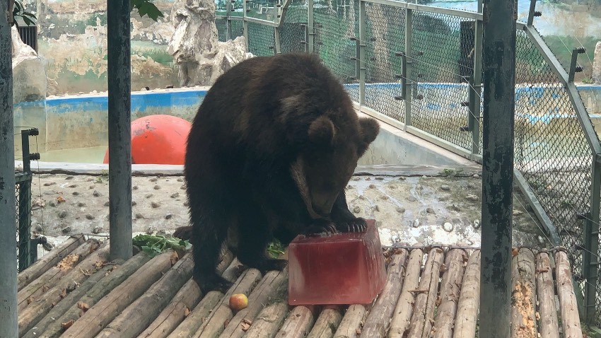 Chengdu Zoo in SW China’s Sichuan helps animals beat summer heat with medley of frozen treats