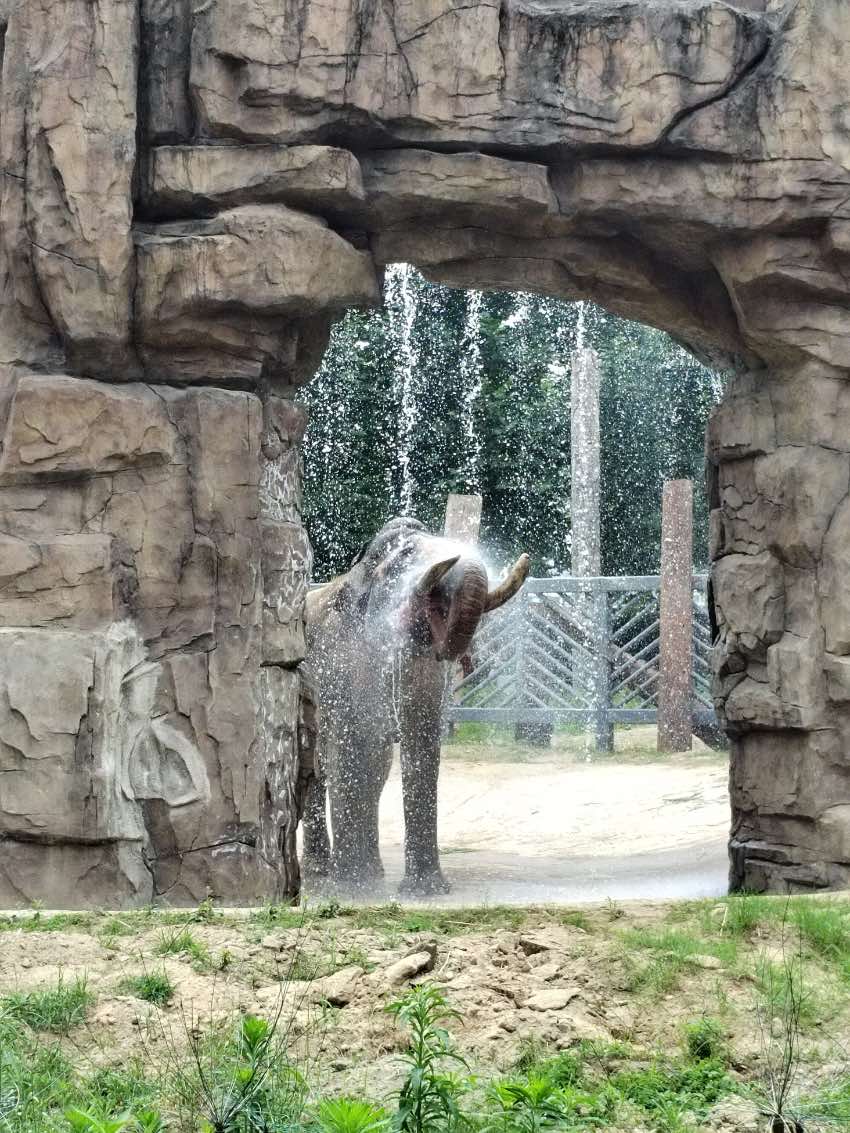 Chengdu Zoo in SW China’s Sichuan helps animals beat summer heat with medley of frozen treats