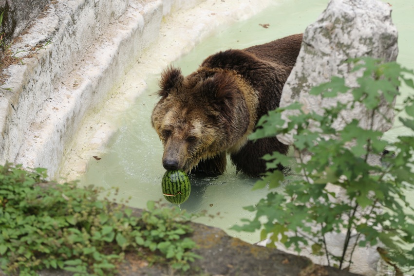 Chengdu Zoo in SW China’s Sichuan helps animals beat summer heat with medley of frozen treats