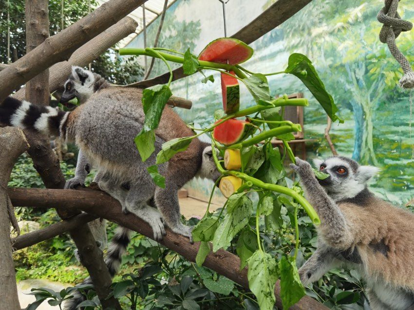 Chengdu Zoo in SW China’s Sichuan helps animals beat summer heat with medley of frozen treats