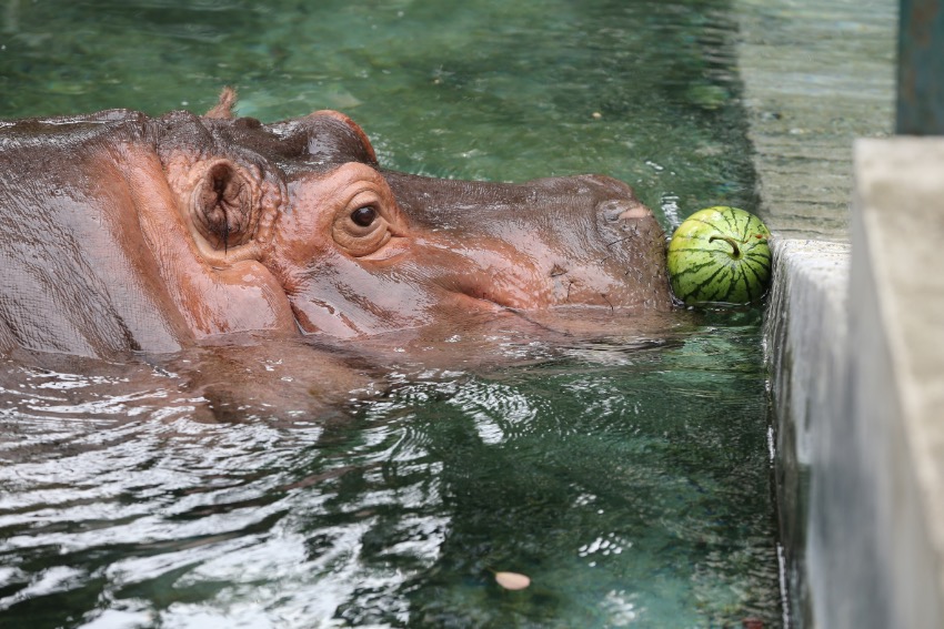 Chengdu Zoo in SW China’s Sichuan helps animals beat summer heat with medley of frozen treats