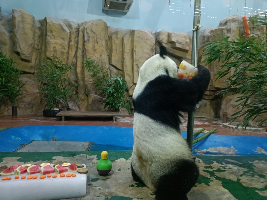 Chengdu Zoo in SW China’s Sichuan helps animals beat summer heat with medley of frozen treats