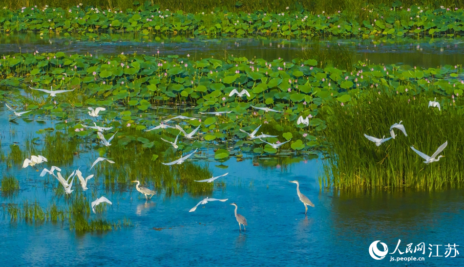 Egrets bathe in lake covered with blooming lotus flowers in E China’s Jiangsu