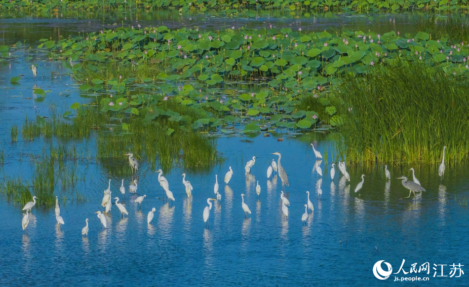 Egrets bathe in lake covered with blooming lotus flowers in E China’s Jiangsu