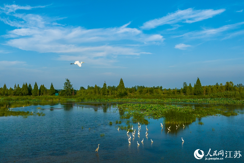 Egrets bathe in lake covered with blooming lotus flowers in E China’s Jiangsu