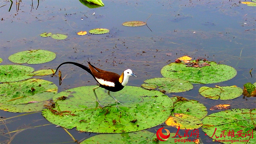 Pheasant-tailed jacanas spotted resting in pristine waters of Baiyangdian Lake