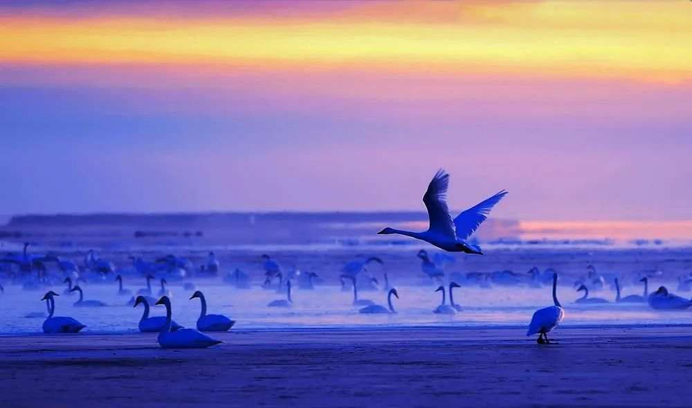 Ge Yuxiu spends 27 years shooting 200,000 ecology-themed photos