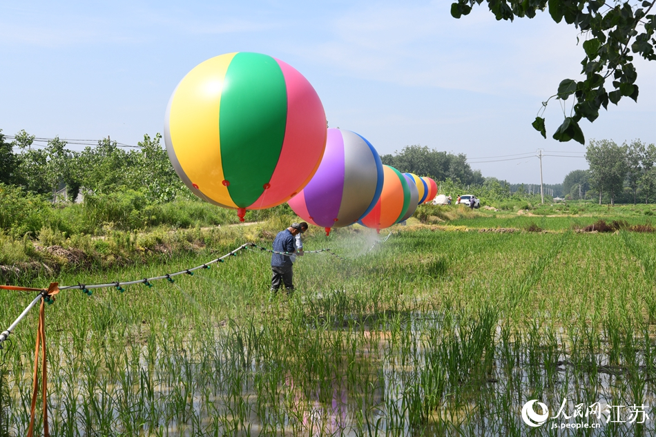 Rice farmers in E China’s Jiangsu spray chemicals onto farms with help of specially rigged hydrogen balloons