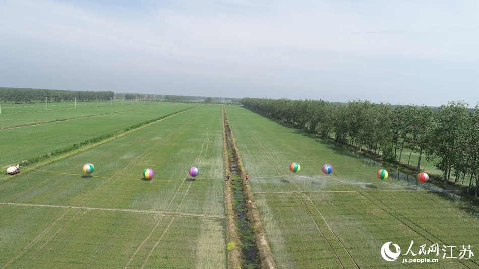 Rice farmers in E China’s Jiangsu spray chemicals onto farms with help of specially rigged hydrogen balloons