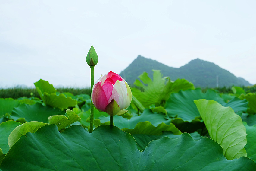 Rare lotus flower variety blooms to create poetic-like summertime vista in SW China’s Yunnan